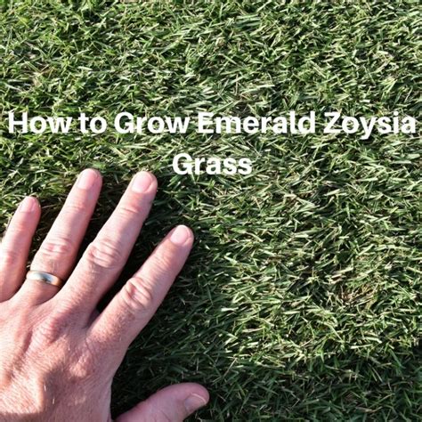 How to Grow Emerald Zoysia Grass - Houston Pearland Missouri City TX