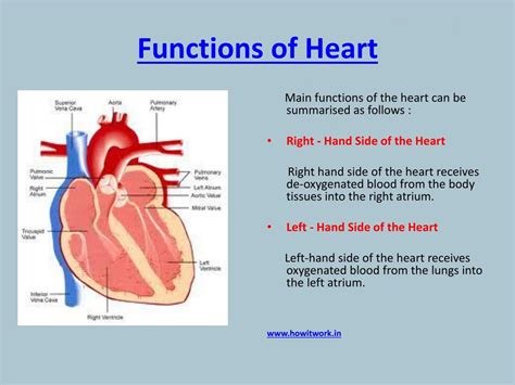 PPT - How does the human heart works? PowerPoint Presentation, free ...