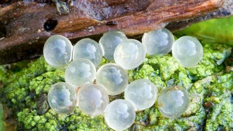 Slug Eggs In Soil - What To Do When You Find Them?