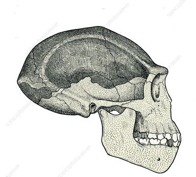 Homo erectus skull - Stock Image - E438/0134 - Science Photo Library