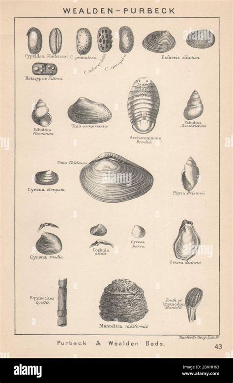 BRITISH FOSSILS. Wealden - Purbeck & Wealden Beds. STANFORD 1907 old ...