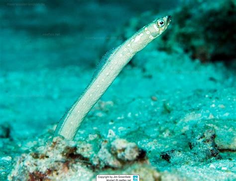 Gorgasia maculata Whitespotted garden eel