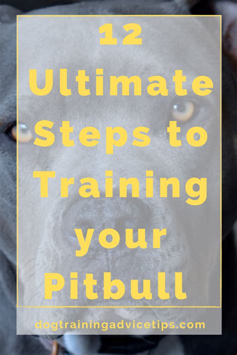 12 Ultimate Steps to Training your Pitbull - Dog Training Advice Tips