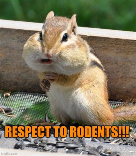 Respect to Rodents - Imgflip