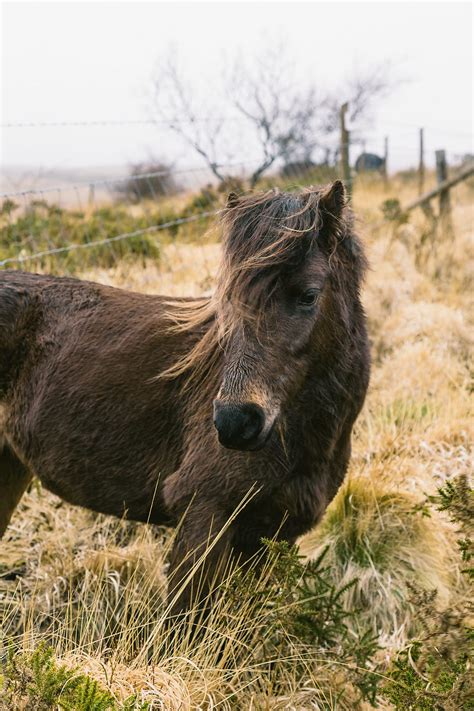 "Wild Dartmoor Pony" by Stocksy Contributor "Agencia" - Stocksy