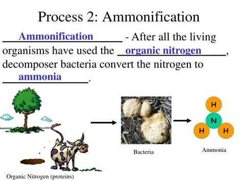 PPT - What is Nitrogen ? PowerPoint Presentation - ID:2654098