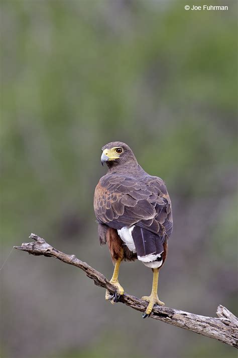 Harris’s Hawk – Joe Fuhrman Photography