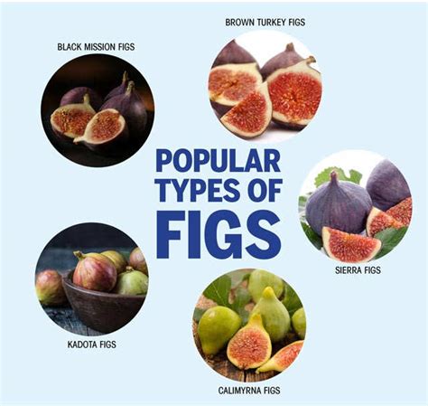 Anjeer Figs Benefits: Why You Should Add Anjeer To Your, 42% OFF