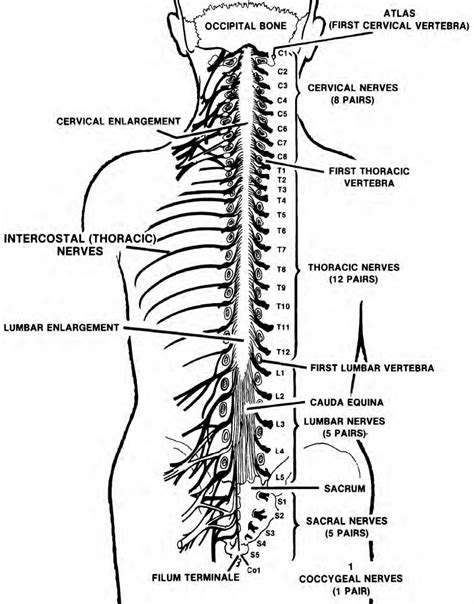 Spinal Nerves Spinal Nerves Anatomy Nerve Anatomy Spinal Cord Anatomy | Porn Sex Picture