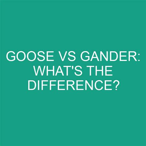 Goose Vs Gander: What's The Difference? » Differencess