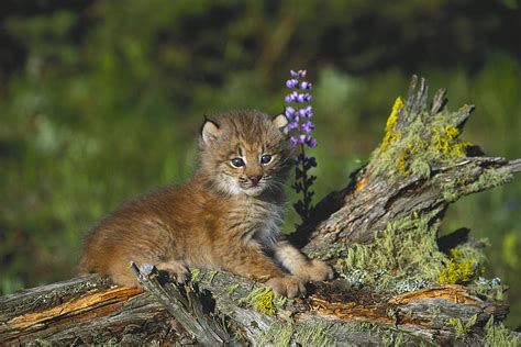 Canada Lynx Cub Montana Photograph by Alan & Sandy Carey