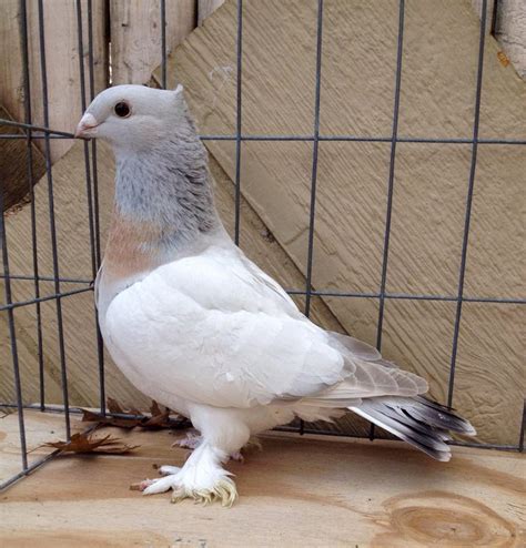 Fancy Pigeon Breeds: December 2014