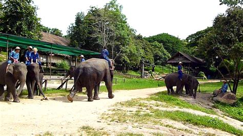 Morning at the Elephant Conservation Center in Lampang, Thailand - YouTube