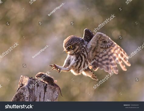 31,013 Hunting Owl Images, Stock Photos & Vectors | Shutterstock