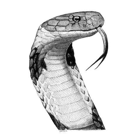 How To Draw A Snake King Cobra at How To Draw