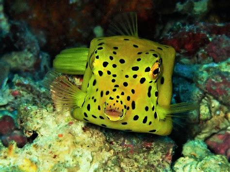 Yellow boxfish - Moalboal Reef Species