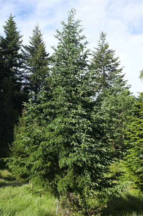 Abies balsamea - Trees and Shrubs Online