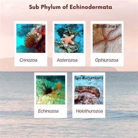 Examples Of Phylum Echinodermata