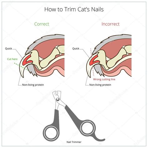 https://pt.depositphotos.com/88843102/stock-illustration-how-to-cut-cat ...