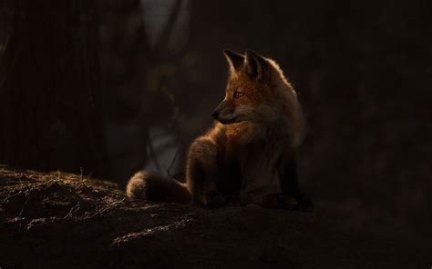 #dark #fox #animals #mammals #1080P #wallpaper #hdwallpaper #desktop ...