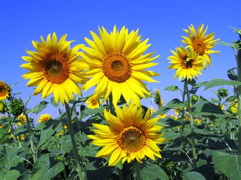 1280x800 wallpaper | sunflower field | Peakpx