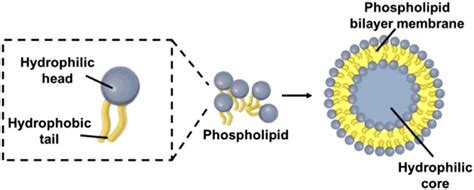 The basic structure of a liposome. | Download Scientific Diagram