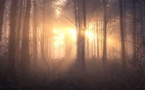 Sunrise in Deep Foggy Winter Forest. Stock Image - Image of forestry ...