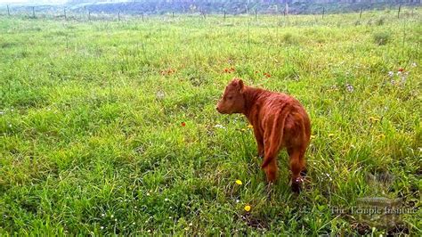 Red Heifer Symbolic Levels Of Interpretation - Temple Institute