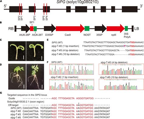 Frontiers | CRISRP/Cas9-Mediated Targeted Mutagenesis of Tomato Polygalacturonase Gene (SlPG ...