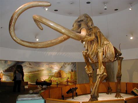 Columbian mammoth - Wikipedia