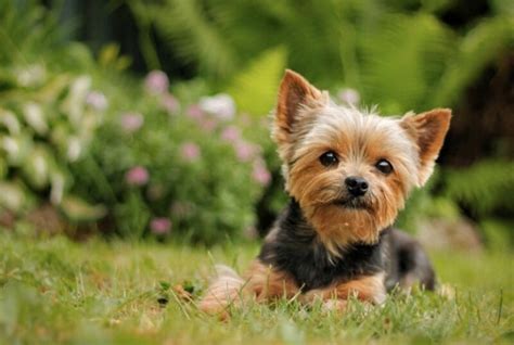 Chó Yorkshire Terrier - Đặc điểm, giá bán và cách nuôi