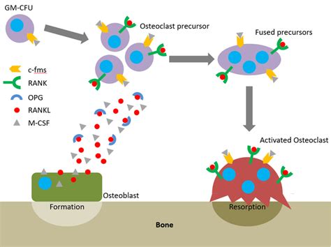 The Remodeling of Bone Is a Function of Which Cells - JoannaminDaugherty