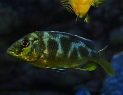 Nimbochromis Sp. Venustus | African cichlid aquarium, Cichlid aquarium ...