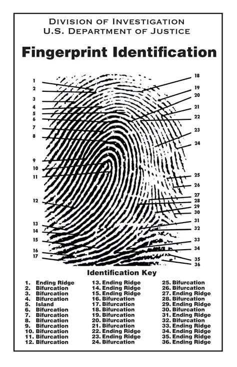 Printable Fingerprint Patterns - Printable Word Searches