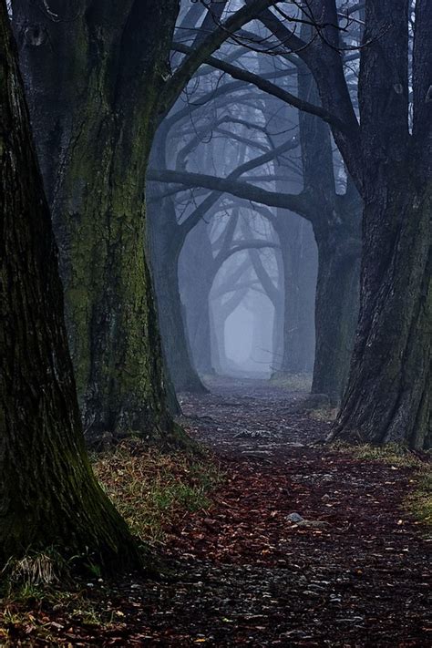 The dark forest path by DjLuke9 on DeviantArt