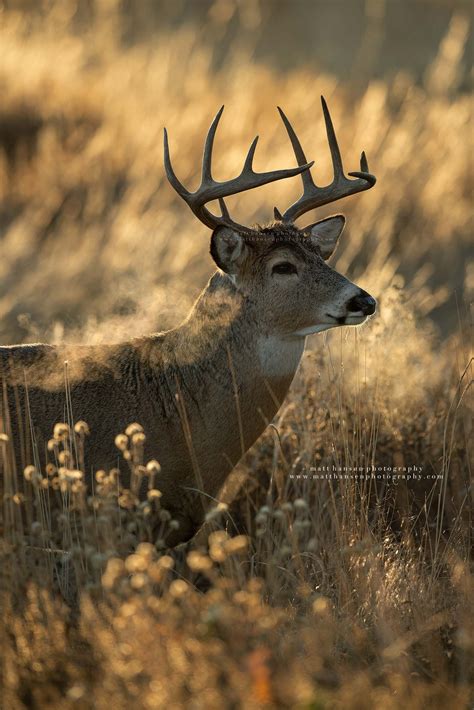 Whitetail Deer Photography - Whitetail Deer Photography