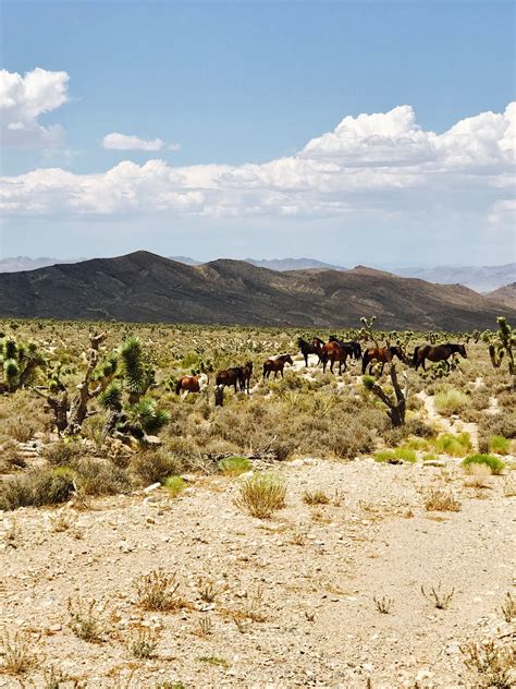 Visit Indian Springs: 2024 Travel Guide for Indian Springs, Nevada | Expedia