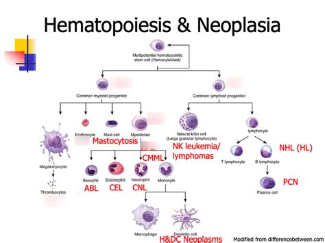 Intro to WBC Disorders Diagram | Quizlet