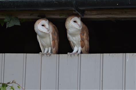 Barn Owls | BirdForum