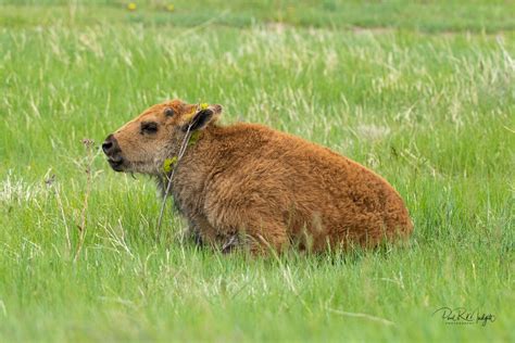 Custer State Park - Wildlife — Paul R Mudgett Photography