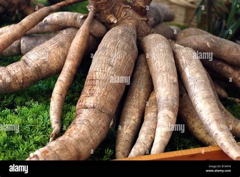 Tapioca root vegetable Stock Photo - Alamy