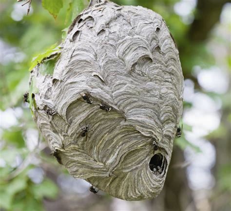 Bees! Bees! Bees! | Dayton's Flower and Garden Center