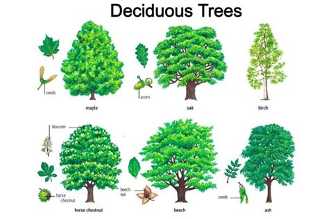 Deciduous Forest Trees With Names