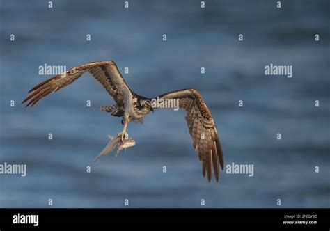 An osprey in Florida Stock Photo - Alamy