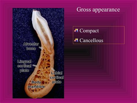 Alveolar Bone