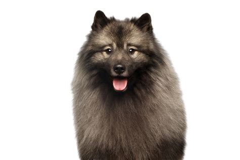 Keeshond: Character & Ownership - Dog Breed Pictures - dogbible