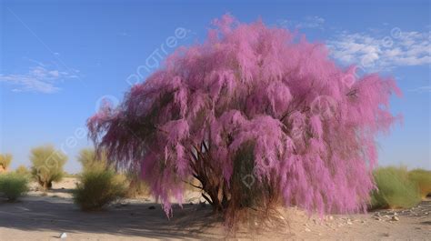 Pink Willow Tree Dune Plantation Background, Tamarisk Tree Picture Background Image And ...