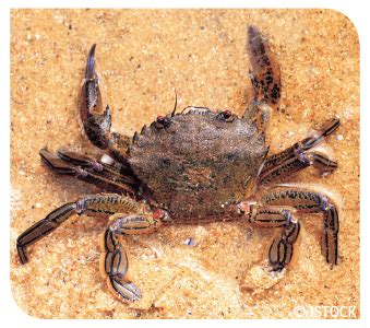 Velvet Crab - Fish and Shellfish Stocks: 2015 Edition - gov.scot