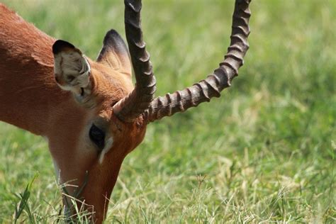 Samburu Animals – Samburu National Reserve