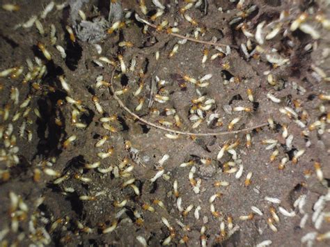 Swarmers Termites: Borax Termite Mix